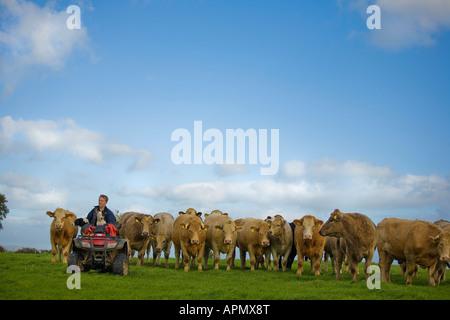 Agriculteur sur Quad et Snowdonia Bovins Banque D'Images