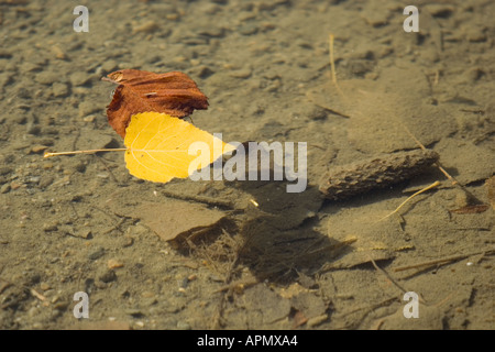 Automne feuilles flottant sur l'étang Banque D'Images