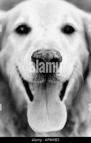 Portrait d'un chien Banque D'Images