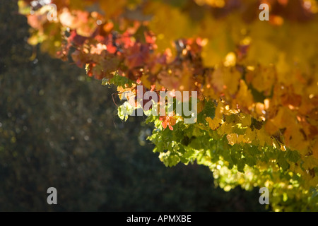 Feuilles de vigne s'agissant de la couleur en automne en Italie Banque D'Images