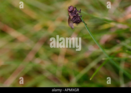 Mouche Pollenia rudis, Cluster, UK Banque D'Images