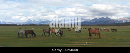 Les chevaux au pâturage dans Darhadyn terre humide. Horidol Saridag. La Mongolie du Nord Banque D'Images