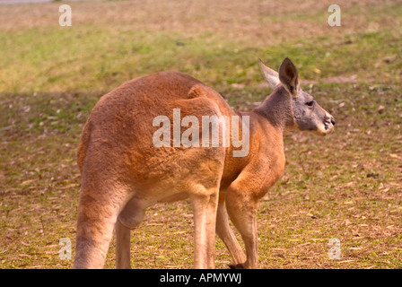 Macropus rufus kangourou rouge Banque D'Images