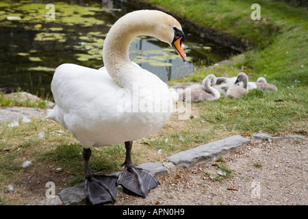 Cygne tuberculé Cygnus olor adultes avec cygnets au château de Beaumaris Beaumaris Wales UK Banque D'Images