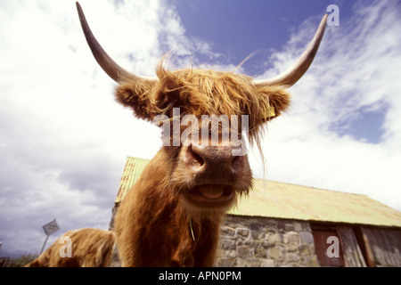 Bull, Plockton highlands, Ecosse, Grande-Bretagne Banque D'Images