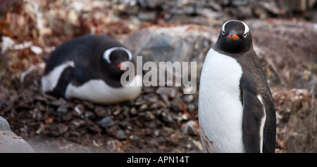 Les manchots à Cuverville Island, Antarctica Banque D'Images