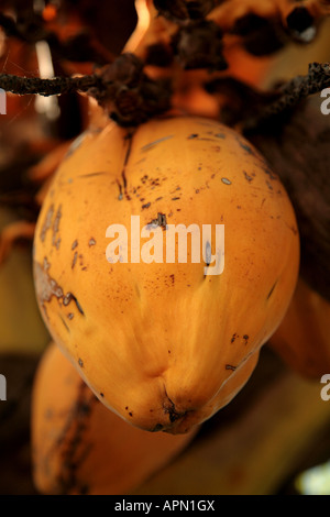 Les jeunes avant de mettre de la noix de coco vert sur un cocotier sur l'île de Zanzibar Tanzanie Afrique de l'Est Banque D'Images