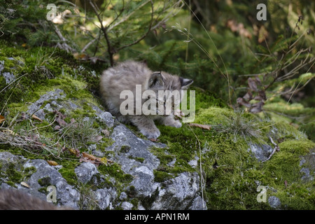 Junger lynx Luchs juvenil Banque D'Images