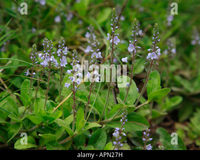 Heath Speedwell Veronica officinalis Banque D'Images