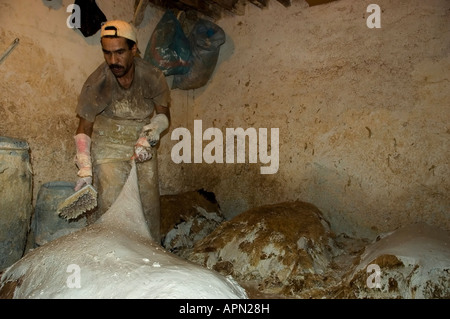 Homme marocain lime pinceau sur le cuir d'une tannerie dans Fes el Bali Maroc Premier traitement sur les peaux d'animaux Banque D'Images