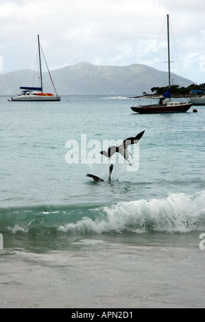 Les pélicans plongent dans l'eau au large de Tortola, Îles Vierges Britanniques Banque D'Images