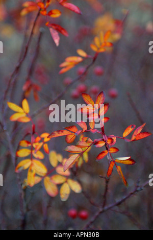 Églantier rosa canina Plantes en automne MA Cape Cod Banque D'Images