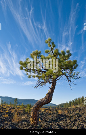 L'onagre pine tree growing on coulée de lave au cratère Newberry Forêt en fonte Monument Volcanique National Oregon Banque D'Images