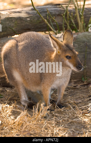 Red-necked Macropus rufogriseus Wallaby Banque D'Images