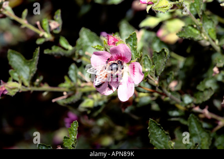 Hairy ou faux/ Mauve Hibiscus Nain/Sandrose -Anisodontea scabrosa-famille des Malvacées Banque D'Images