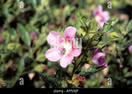 Hairy ou faux/ Mauve Hibiscus Nain/Sandrose -Anisodontea scabrosa-famille des Malvacées Banque D'Images