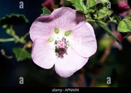 Le Cap, Afrique poilue , ou FALSE Mallow/ Hibiscus Nain/Sandrose -Anisodontea scabrosa-famille des Malvacées Banque D'Images