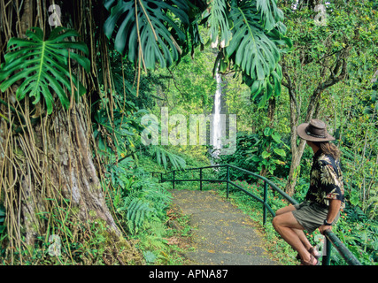 Repose le long de sentiers randonneur Akaka Falls State Park Big Island Banque D'Images