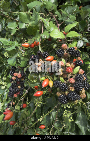 Les mûres Bramble Rubus fruticosus agg et églantier Rosa spp. à l'automne haie Norfolk UK Septembre Banque D'Images