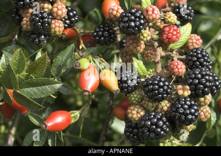 Les mûres Bramble Rubus fruticosus agg et églantier Rosa spp. à l'automne haie Norfolk UK Septembre Banque D'Images