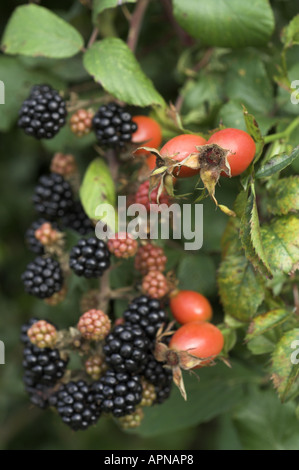 Les mûres Bramble Rubus fruticosus agg et églantier Rosa spp. à l'automne haie Norfolk UK Septembre Banque D'Images