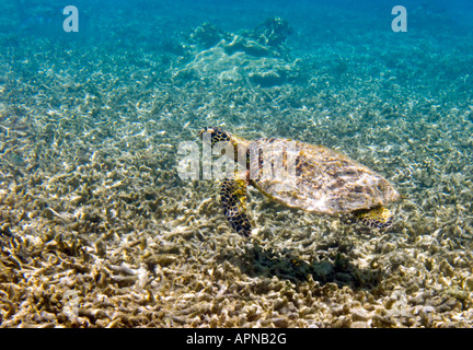 Underwater tortue de mer verte la natation dans les eaux peu profondes d'un récif tropical sur la Grande Barrière de Corail, Queensland, Australie Banque D'Images