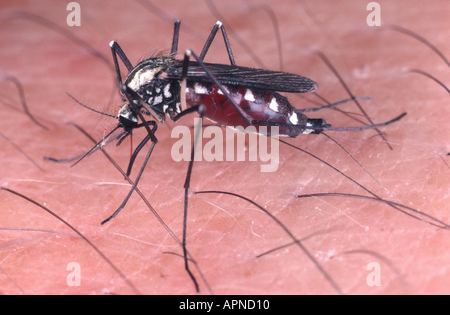 ( Moustique Aedes geniculatus), de picotement sur la peau humaine Banque D'Images