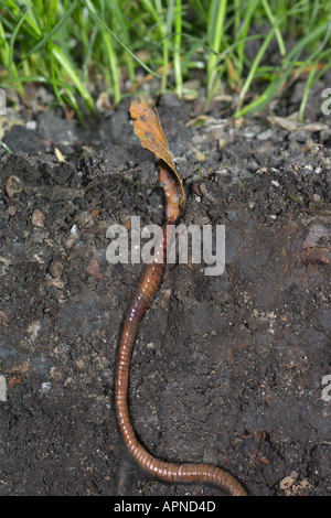 Ver de terre commun, ver de terre, ver de lob, rosée worm, Ver squirreltail twachel, (Lumbricus terrestris), en tirant dans le sol des feuilles Banque D'Images