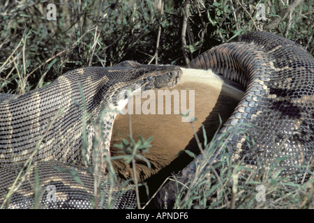 L'eau de l'Afrique de python, python, python rock Africain (Python sebae), se nourrissant d'impala, Kenya, Nairobi NP Banque D'Images