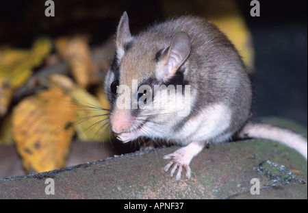 Jardin loir (Eliomys quercinus), assis sur le toilettage, direction générale Banque D'Images
