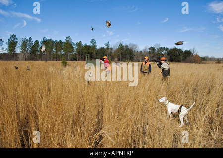 Tirer sur des chasseurs de cailles de rinçage alors que Pointer Anglais et Guide Look sur Plantation de Buckeye Banque D'Images