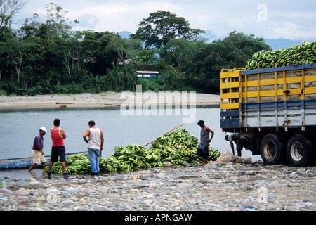 Les bananes cultivées biologiques on traverse la rivière Bribri Montagnes de Talamanca, Costa Rica Banque D'Images