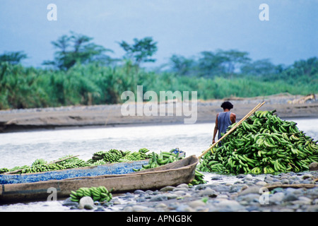 Les bananes cultivées biologiques on traverse la rivière Bribri Montagnes de Talamanca, Costa Rica Banque D'Images