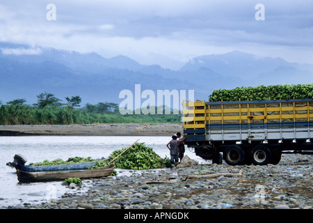 Les bananes cultivées biologiques on traverse la rivière Bribri Montagnes de Talamanca, Costa Rica Banque D'Images