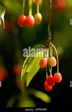 Cherrries rouge arbre sur l'écorce de bouleau de l'himalaya Cherry Prunus Serula Banque D'Images