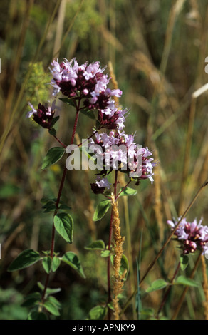 Têtes de graine et de fleurs sauvages de la marjolaine Origanum vulgare Banque D'Images