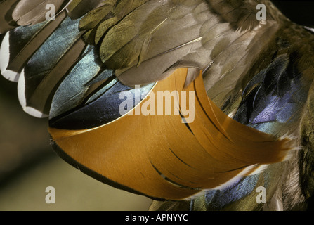 Canard Mandarin Aix galericulata Close up des plumes des ailes Banque D'Images