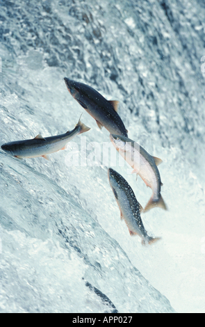 Saumon atlantique (population du lac in U.S./Canada : lac ouananiche, saumon atlantique, ouananiche, saumon) Sebago (Salmo salar), l Banque D'Images