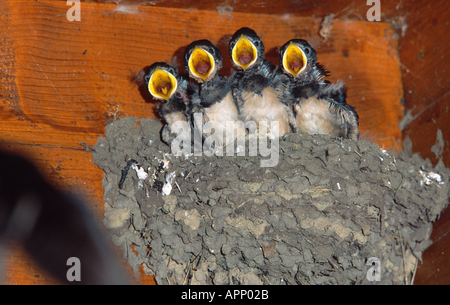 Hirondelle rustique (Hiirundo rustica), des poussins dans un nid. Banque D'Images