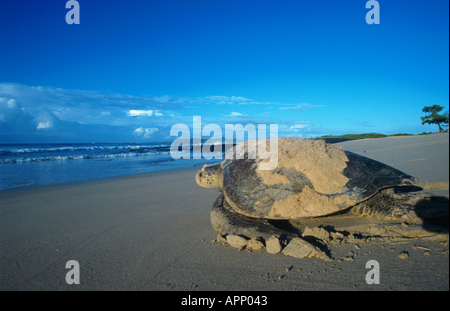 La tortue verte, tortue, tortue viande rock (Chelonia mydas), l'Équateur, Îles Galápagos Banque D'Images