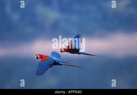 Ara rouge (Ara macao), deux individus. Banque D'Images