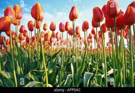 Jardin commun tulip (Tulipa Gesneriana), champ de tulipes, Pays-Bas Banque D'Images