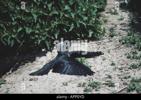 Corvus monedula Choucas le bain de soleil Banque D'Images