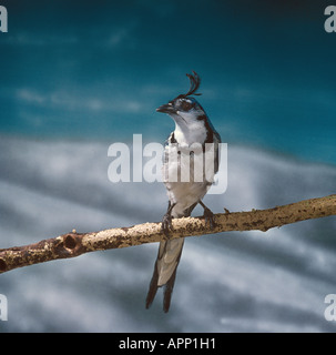 Magpie à gorge blanche jay Cyanocorax captif perché formosa Banque D'Images