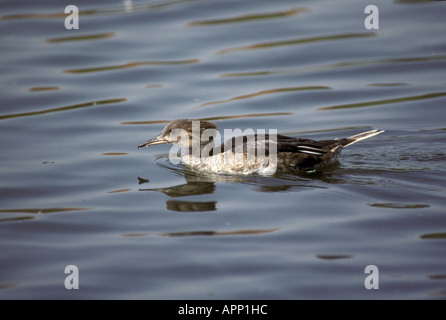 Harle couronné Lophodytes cucullatus femme dans l'eau Banque D'Images
