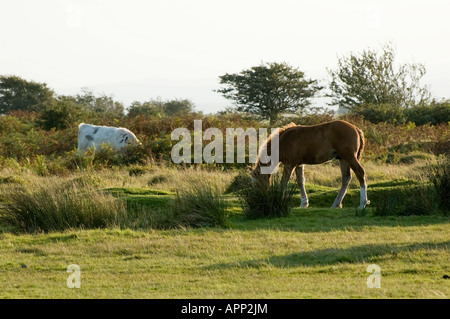 Calèche sur la lande de Bodmin Cornwall UK Banque D'Images