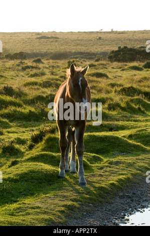 L'alimentation du cheval sur la lande de Bodmin Cornwall UK Banque D'Images