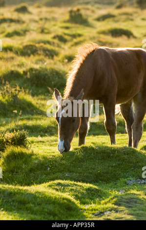 L'alimentation du cheval sur la lande de Bodmin Cornwall UK Banque D'Images