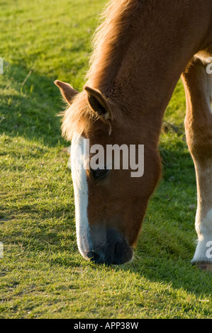 L'alimentation du cheval sur la lande de Bodmin Cornwall UK Banque D'Images