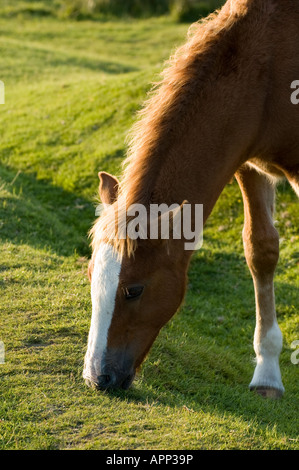 Cheval sur la lande de Bodmin Cornwall UK Banque D'Images